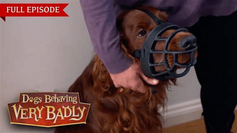 Dogs Behaving Very Badly - Series 2, Episode 10 | Full Episode - YouTube