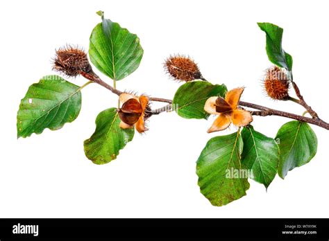 Common Beech (Fagus sylvatica) with seeds, Slovenia, Europe, September ...