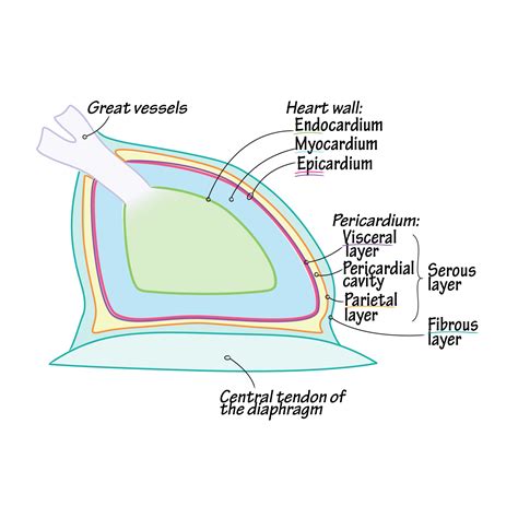 Gross Anatomy Glossary: Heart Wall & Pericardium | ditki medical & biological sciences