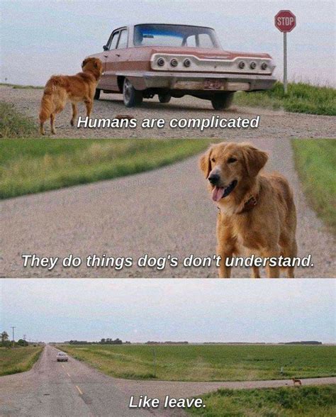 A Dog S Purpose Quotes - ShortQuotes.cc