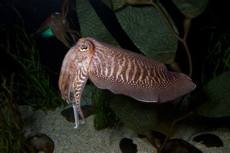 Cuttlefish may offer model for bioinspired human camouflage and color ...