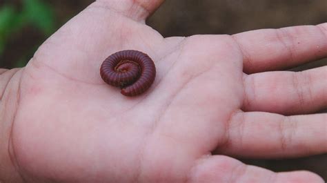 Do Millipedes Bite? Learn All About Them