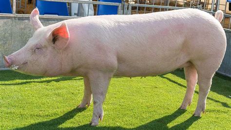 Balmoral Show: Cappagh herd seals pig championship - Farmers Weekly