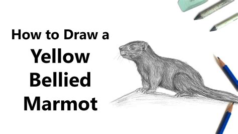 Yellow Bellied Marmot Drawing