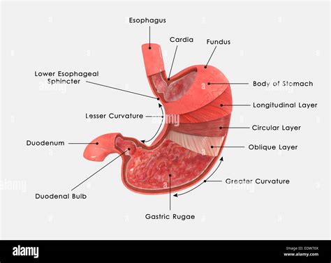 Stomach Layers Anatomy