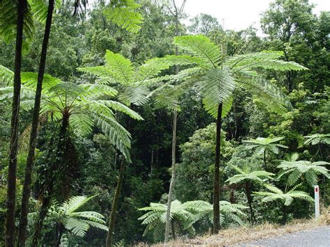 Photo #5176 | Cyathea cooperi | plant lust