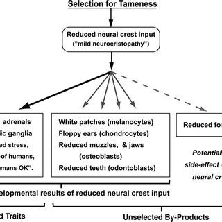 (PDF) The "Domestication Syndrome" in Mammals: A Unified Explanation Based on Neural Crest Cell ...