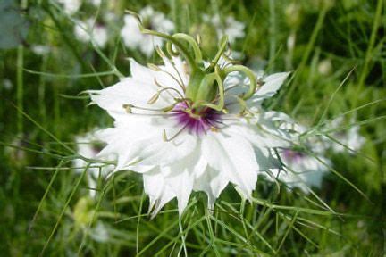 Hardy annuals: sowing in autumn / RHS Gardening | Summer flowers to ...