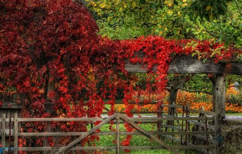 Wallpaper autumn, leaves, red, red, Autumn, leaves, fall images for ...