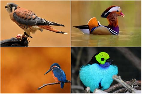 10 Beautiful Birds in the World | FREEYORK