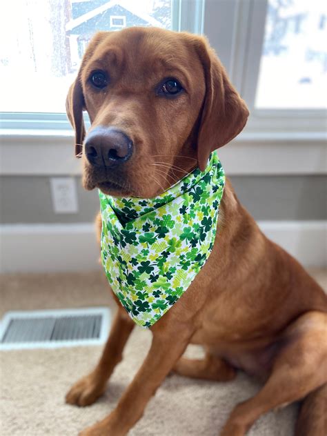 St. Patricks Day Dog Bandana Shamrock Dog Bandana - Etsy