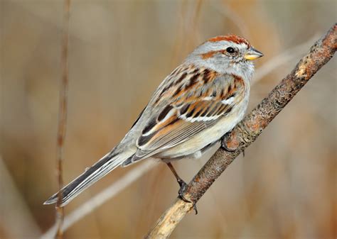 Most Commonly Seen Birds in Delaware | Stacker