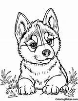 Husky Coloring Pages 6 Free Printables  ColoringMaker sketch template