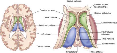 Anatomy Of Thalamus - Anatomy Reading Source