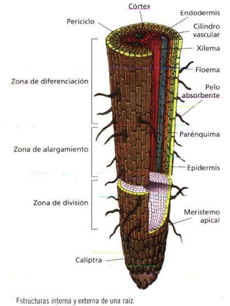 morfologia en plantas superiores: raiz