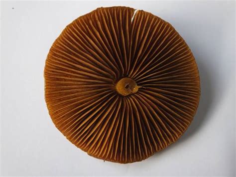 Mushroom spore print - Portabella mushroom grow kit