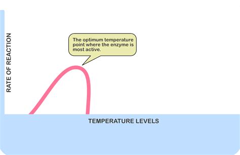 Enzymes • Biology: Science GCSE Revision Notes & Quiz | GCSE.CO.UK