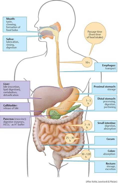 Structure and Regulation of the Gastrointestinal Tract - Physiology ...