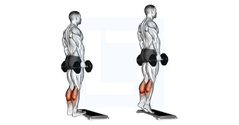 Dumbbell Standing Calf Raise - Guide, Benefits, and Form