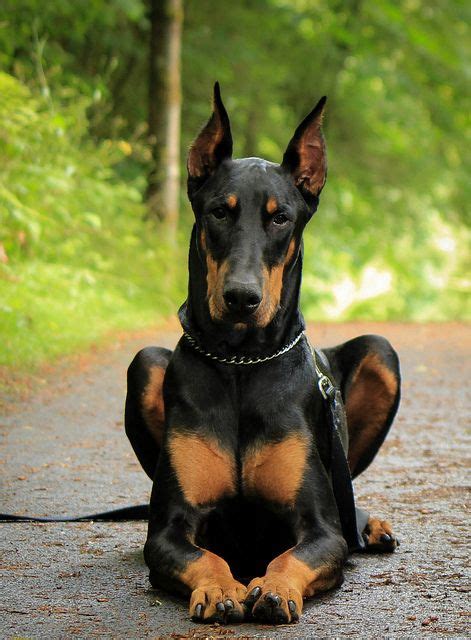 15 Signs You're A Crazy Doberman Person... and Damn Proud To Be!