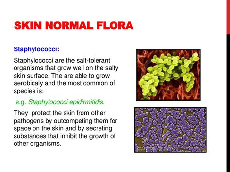 Normal Flora Of Skin : Normal Flora | Basicmedical Key / In contact ...