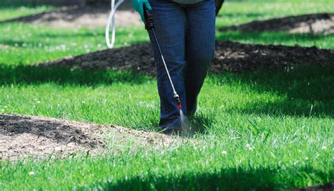 Tips to Control Spring Lawn Weeds