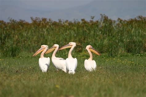 Kenya - Lake Naivasha - Birds - IMG_5013 | brosto | Flickr