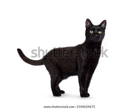 1,123,664 Black Cat Royalty-Free Images, Stock Photos & Pictures ...