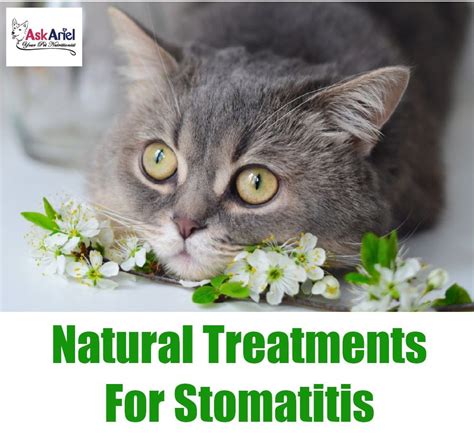 Does your kitty have red, inflamed gums? Stomatitis is a painful ...