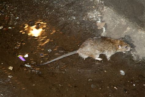 new york subway rat | Looks quite friendly. There were sever… | Flickr - Photo Sharing!