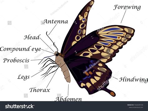 Anatomy of a Butterfly. Insect anatomy. Educational material #Ad , #Ad, #Insect#Butterfly# ...