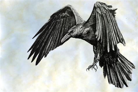 Black and white sketch of a raven | Raven tattoo, Pencil drawings of animals, Black and white ...