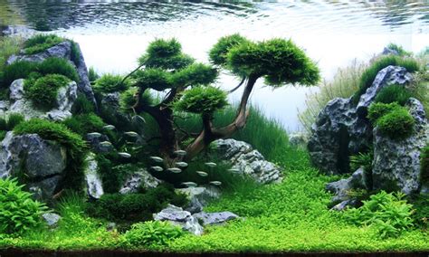 Dark planted aquarium 4k - gaswwest