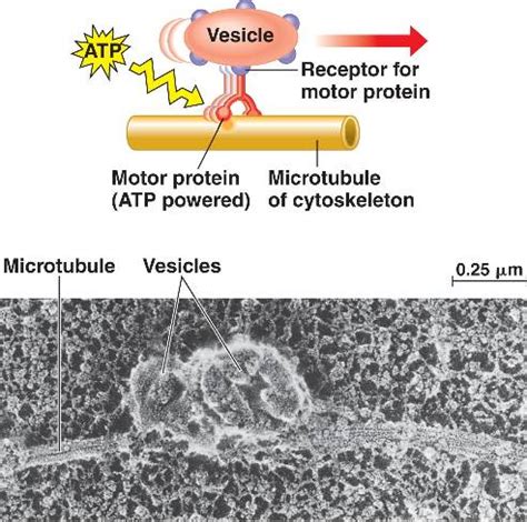 motor_protein.html 06_21MotorProteins-L.jpg