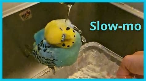 Beautiful slow-motion budgie bath! - YouTube