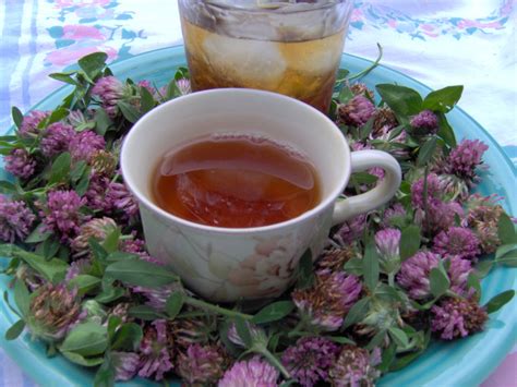 Red Clover Tea Recipe - Food.com