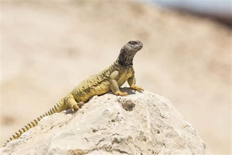 The Arabian Desert - A-Z Animals