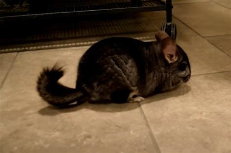 Where Do Chinchillas Come From? (& Other Fun Facts)