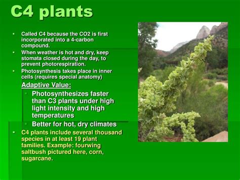 PPT - Photosynthesis: Using Light to make Food PowerPoint Presentation - ID:972598