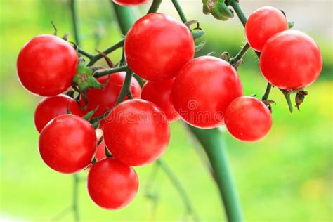 Red Tomatoes Still on the Plant Stock Image - Image of agriculture, closeup: 24990309