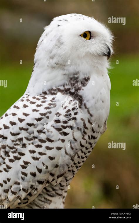 Snowy Owl - Bubo scandiacus in profile Stock Photo: 47486395 - Alamy