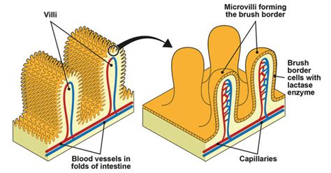 What are Microvilli? An Introduction