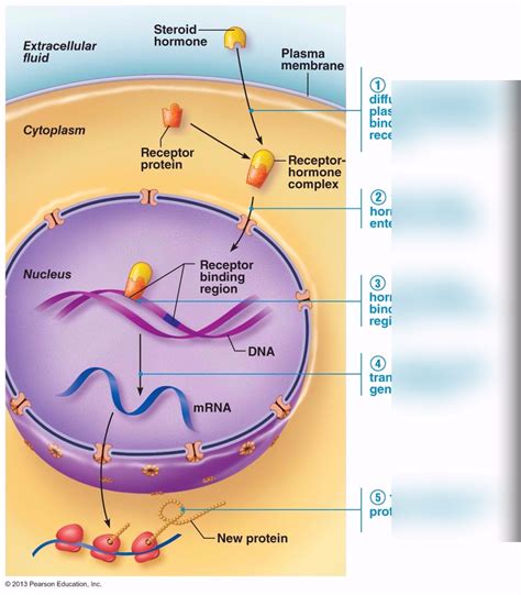 lipid soluble hormones Diagram | Quizlet