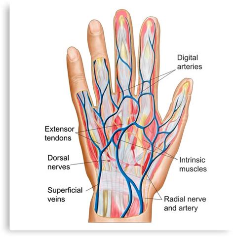 Lámina metálica «Anatomía de la parte posterior de la mano humana.» de StocktrekImages | Redbubble