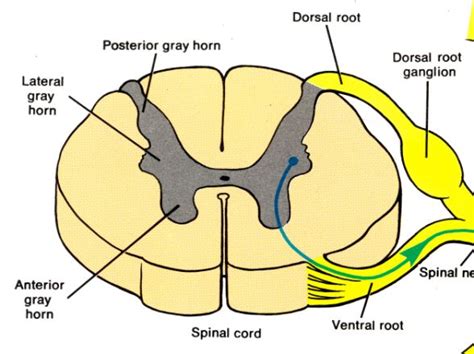 Biology 164 > Dolan > Flashcards > The Spinal Cord and Spinal Nerves ...