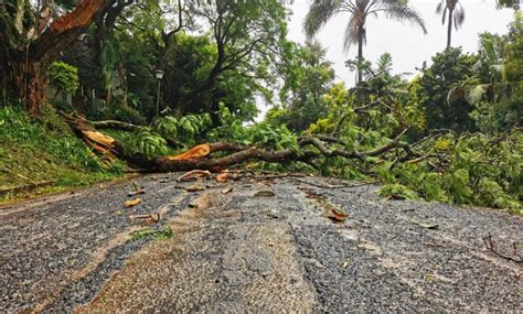 Eloise uproots trees, floods streets in Mpumalanga - LNN - Lowvelder