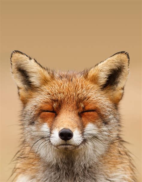 Zen Fox Series - Smiling Fox Portrait Photograph by Roeselien Raimond ...