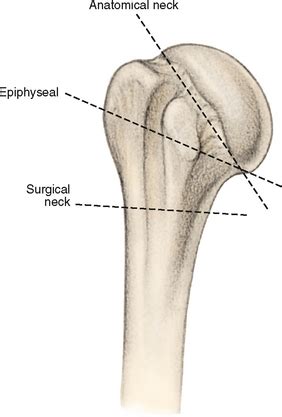 Humeral Neck Anatomy