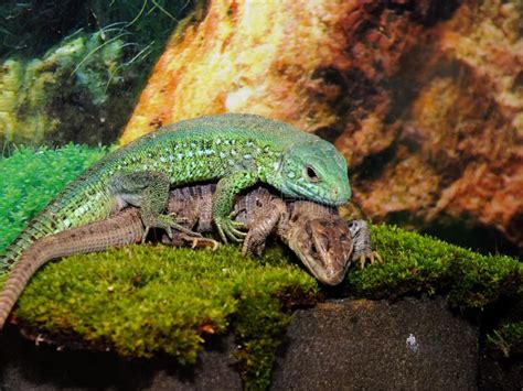 Lizards Live In A Terrarium. Sand Lizard Stock Photo - Image of breeding, outdoor: 163734682