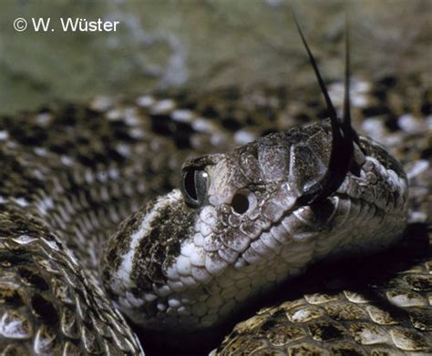 Western Diamonback Rattlesnake Closeup